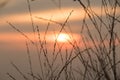 Silhouettes of dry grass with sunset views Royalty Free Stock Photo
