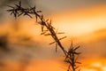 Silhouettes of dry grass with sunset views Royalty Free Stock Photo