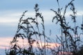 Silhouettes of dry grass with sunset views Royalty Free Stock Photo