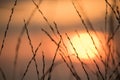 Silhouettes of dry grass with sunset views Royalty Free Stock Photo