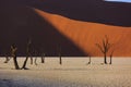 Silhouettes of dry hundred years old trees in the desert among red sand dunes. Unusual surreal alien landscape with dead