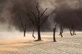 Silhouettes of dry hundred years old trees in the desert among red sand dunes. Unusual surreal alien landscape with dead