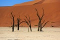 Silhouettes of dry hundred years old trees in the desert among red sand dunes. Unusual surreal alien landscape with dead