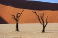 Silhouettes of dry hundred years old trees in the desert among red sand dunes. Unusual surreal alien landscape with dead