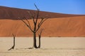 Silhouettes of dry hundred years old trees in the desert among red sand dunes. Unusual surreal alien landscape with dead