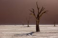 Silhouettes of dry hundred years old trees in the desert among red sand dunes and whirlwind. Unusual surreal alien