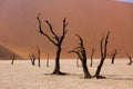 Silhouettes of dry hundred years old trees in the desert among red sand dunes and whirlwind. Unusual surreal alien