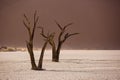 Silhouettes of dry hundred years old trees in the desert among red sand dunes and whirlwind. Unusual surreal alien