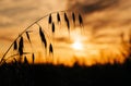 Silhouettes of dry plants at sunset sky