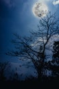 Silhouettes of dry tree against blue sky and beautiful moonrise. Outdoor.