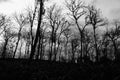 silhouettes of dry trees in a dramatic forest