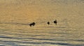 Silhouettes of duck family swimming together at a golden sunset