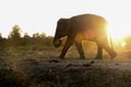 Silhouettes Elephant at the sunset Royalty Free Stock Photo