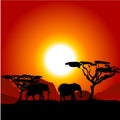 Silhouettes of elephants on African sunset