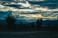 Silhouettes of exotic plants under the cloudy sunset sky in the Tatacoa Desert, Colombia