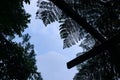 Silhouettes of ferns, firs, pine trees with roof pillars and sunny sky as background Royalty Free Stock Photo