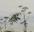 Silhouettes of field grasses against the sky Royalty Free Stock Photo