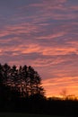 Silhouettes of fir trees on a sunset sky filled with dense clouds pink orange and blue