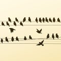 Silhouettes of a Flock of Birds