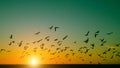 Silhouettes flock of birds over the Atlantic ocean during sunset.