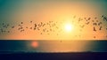 Silhouettes flock of birds over the Atlantic ocean during sunset.