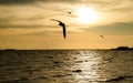 Silhouettes flock of seagulls flying