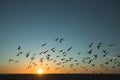 Silhouettes flock of seagulls over the Atlantica during amazing sunset.