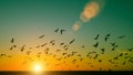 Silhouettes flock of seagulls over the Ocean during sunset. Nature.