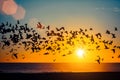 Silhouettes flock of seagulls over the Ocean during sunset. Nature.