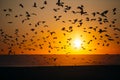 Silhouettes flock of seagulls over the Sea during amazing red sunset.