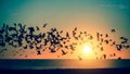 Silhouettes flock of seagulls over the Sea during amazing sunset.freedom