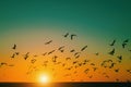 Silhouettes flock of Seagulls over the Sea during sunset. Nature.