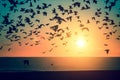 Silhouettes flock of seagulls over the sea during sunset. travel.