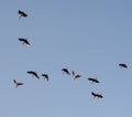 Silhouettes of a flock of storks in the blue sky Royalty Free Stock Photo