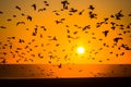 Silhouettes of flocks of birds and a spectacular sea sunset.