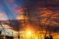 Silhouettes of Flower grass in sunset sky Royalty Free Stock Photo