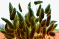 Silhouettes of fluffy green dry plants on a light