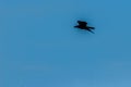 Silhouettes of flying bird under blue sky background