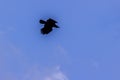 Silhouettes of flying bird under blue sky background