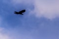 Silhouettes of flying bird under blue sky background