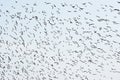 Silhouettes of flying birds on a clear sky