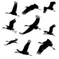 Silhouettes of flying birds. cranes