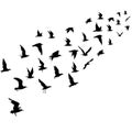 Silhouettes of flying birds Royalty Free Stock Photo