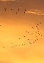 Silhouettes of flying birds with sunset sky and cloud