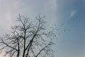 silhouettes of flying birds with tree Royalty Free Stock Photo