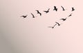 Silhouettes of flying birds, vector illustration Royalty Free Stock Photo