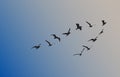 Silhouettes of flying birds, vector illustration Royalty Free Stock Photo