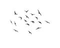 Silhouettes of flying birds on a white background. Flight of seagulls. Wallpaper, background design. Vector flock of birds Royalty Free Stock Photo
