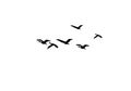 Silhouettes of flying birds on a white background. A flock of flying birds. Wallpaper, background design. Royalty Free Stock Photo