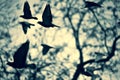 Silhouettes of flying doves  pigeons against tree and sunset sky Royalty Free Stock Photo